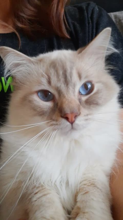 A photo of a fluffy cream cat with blue eyes